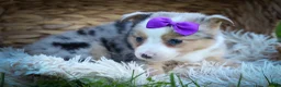 Mixed Breed dogs for sale: Gloria🩷  - Ad 15