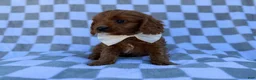 Cavapoo dogs for sale: Nash - Ad 3