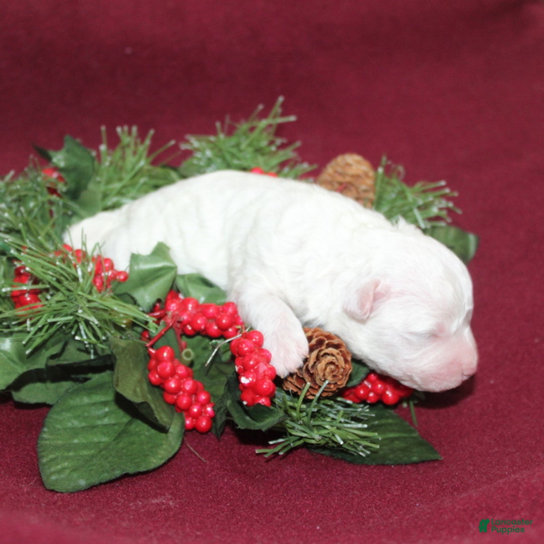 Bichon Frise dogs for sale: VolleyBall - Ad 4