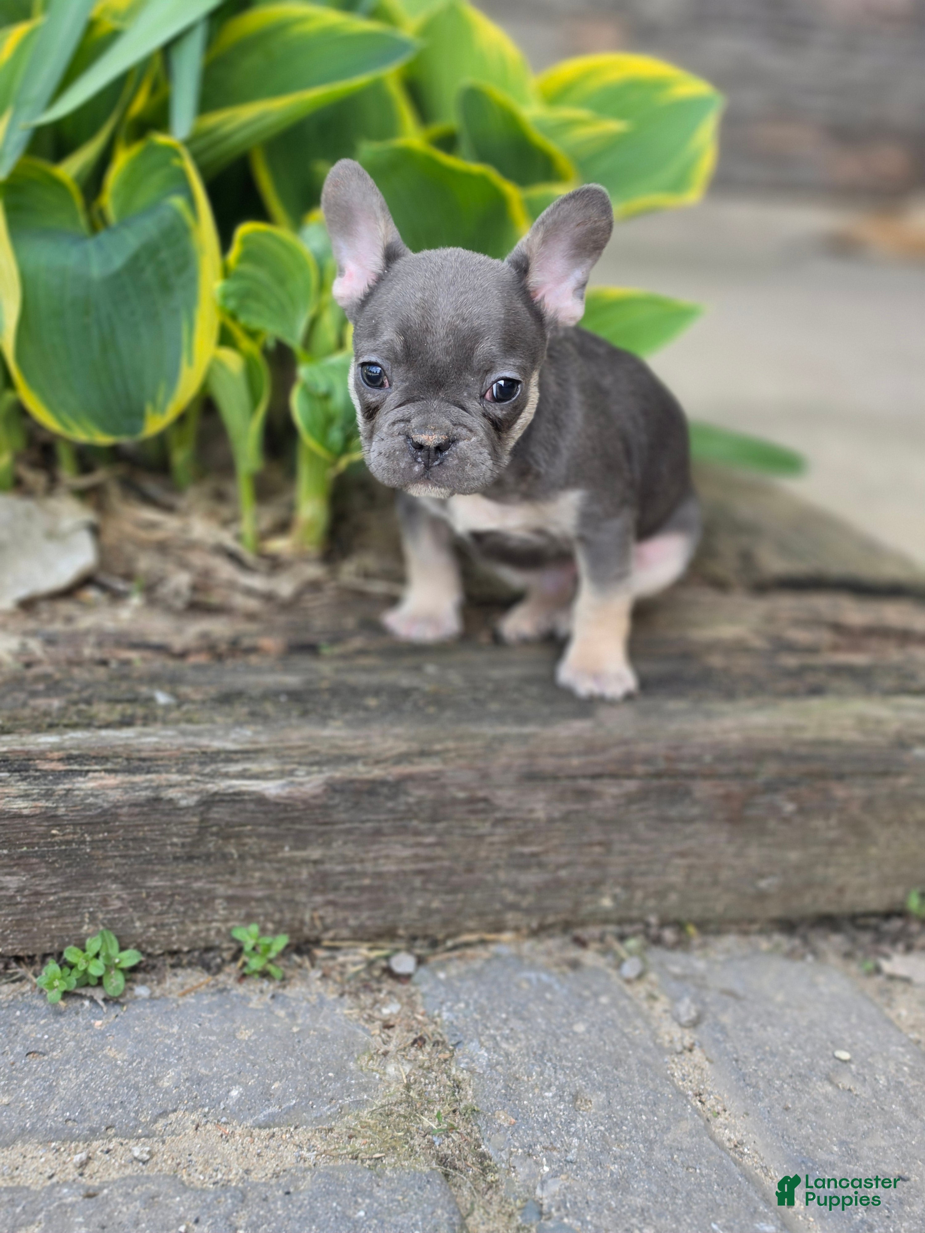 French Bulldog dogs Mario - Ad 2