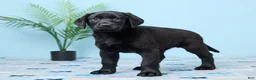 Labrador Retriever dogs for sale: Shadow - Ad 4
