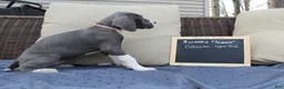 Great Dane dogs for sale: Colissta  - Ad 2