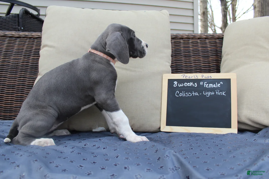 Great Dane dogs for sale: Colissta  - Ad 2