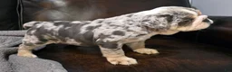 English Bulldog dogs for sale: Butkus - Ad 5