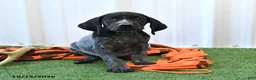 German Shorthaired Pointer dogs for sale: Lucky - Ad 4