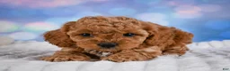 Cavapoo dogs for sale: Angel - Ad 14
