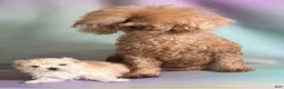 Maltipoo dogs for sale: Taffy  - Ad 10