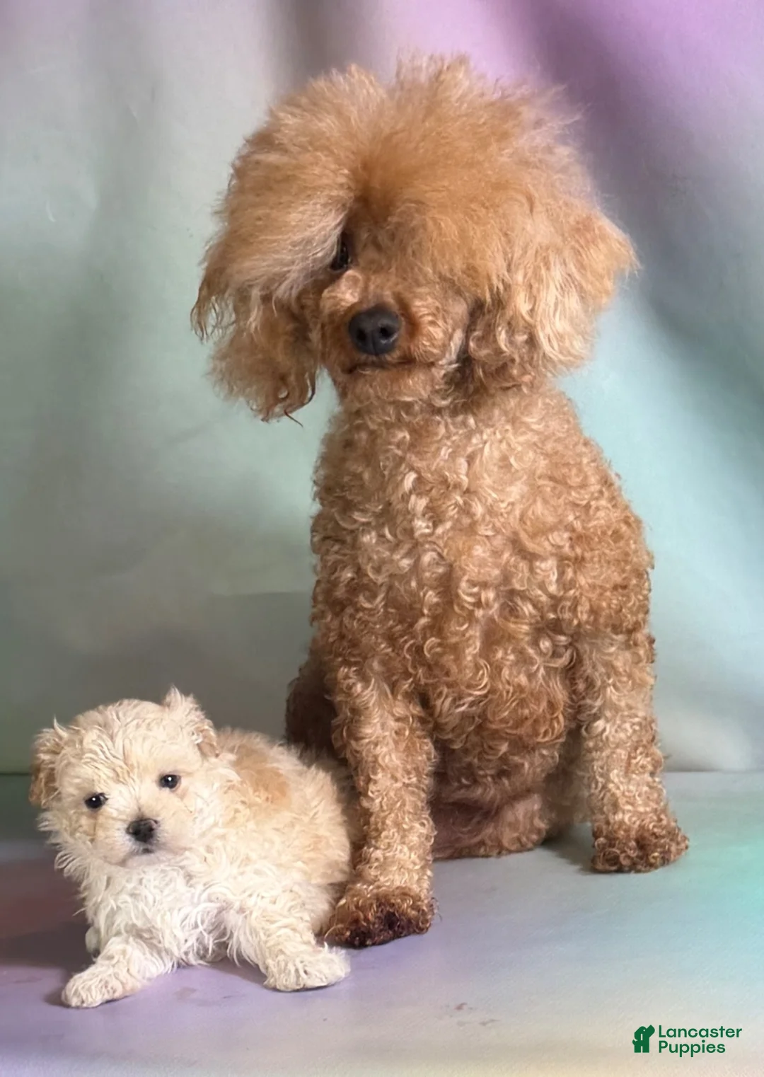 Maltipoo dogs for sale: Taffy  - Ad 10