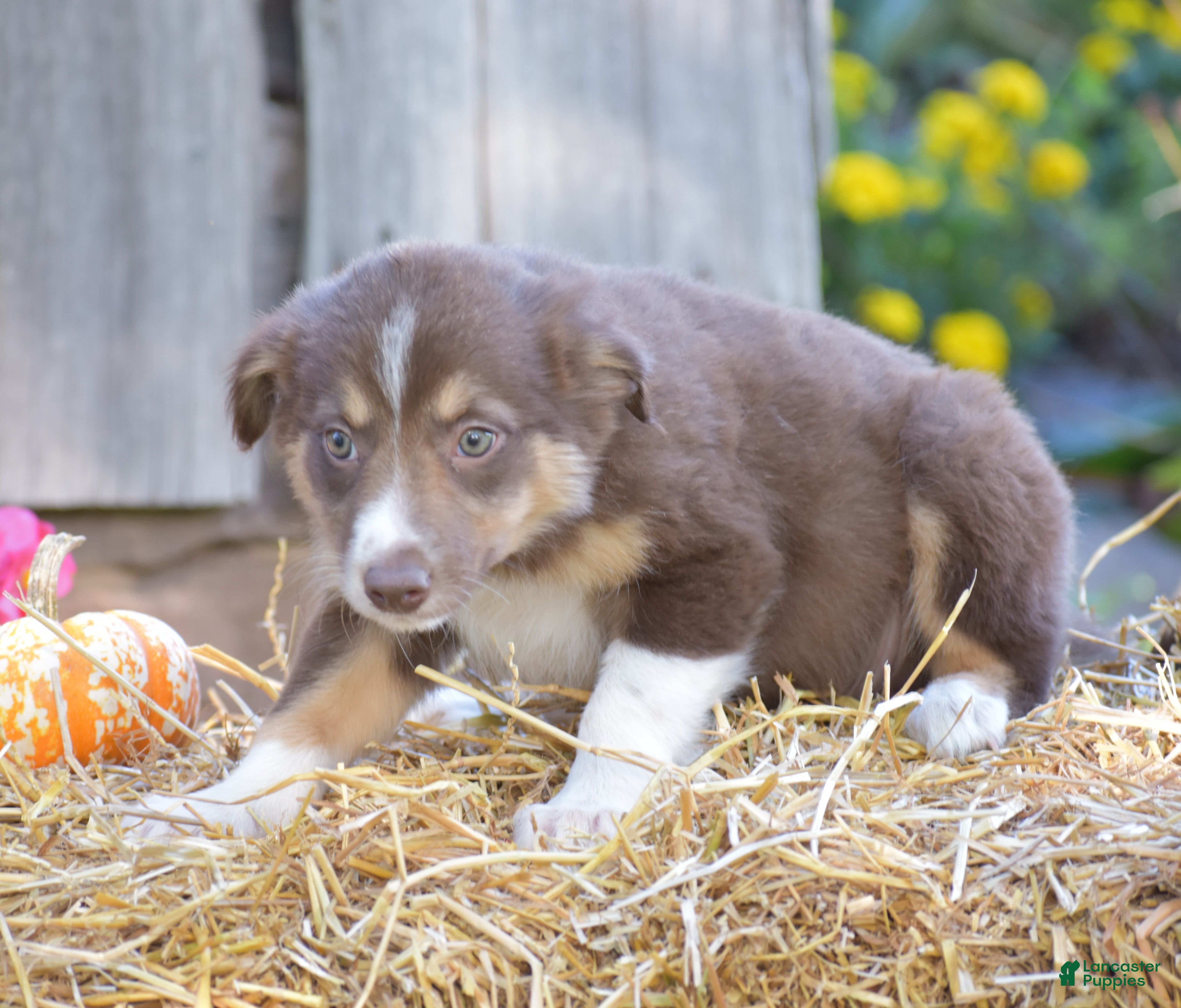 Border Collie dogs Tricky - Ad 2