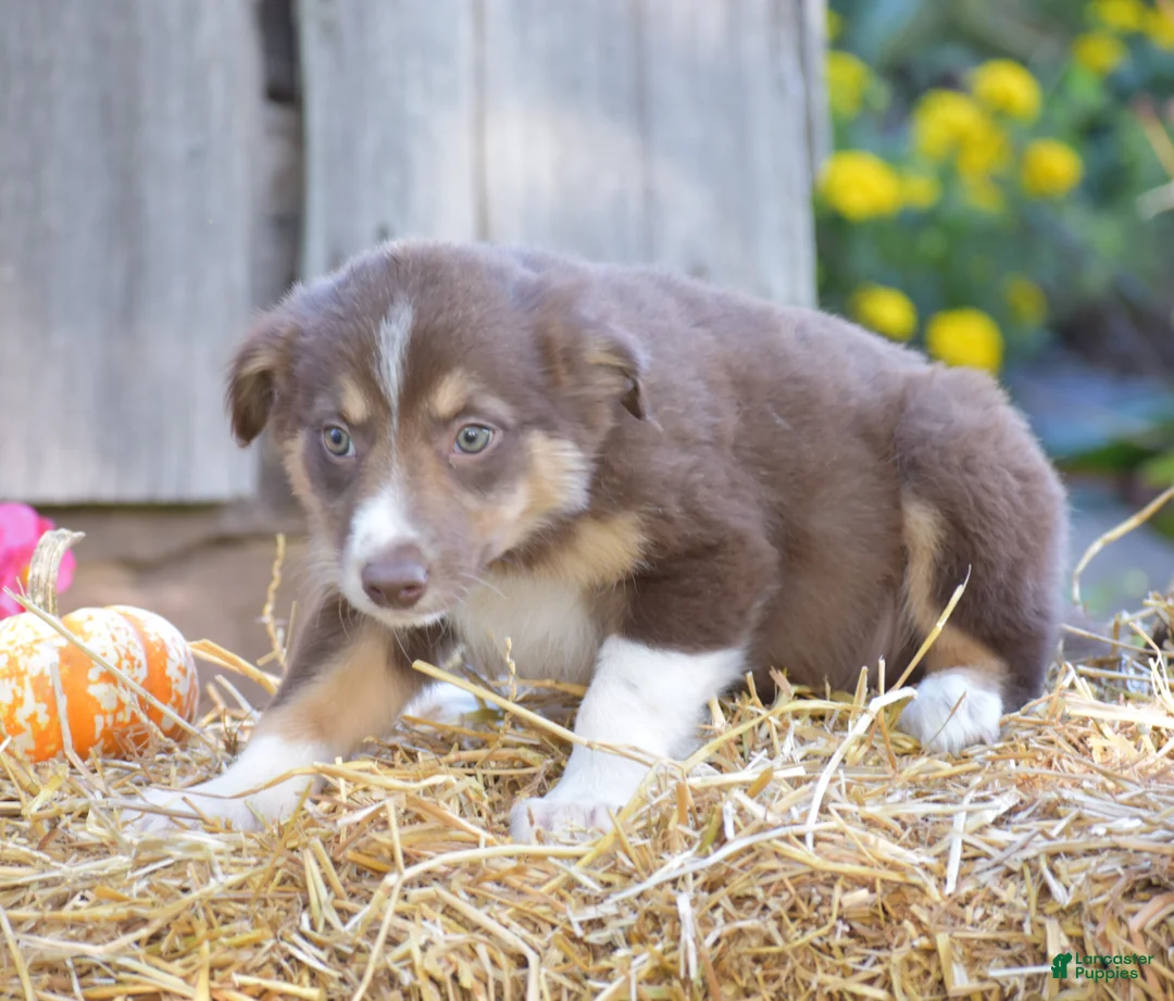 Border Collie dogs for sale: Tricky - Ad 2
