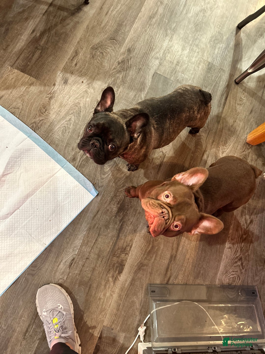 French Bulldog dogs for sale: French Bulldog Puppy 3 - Ad 5