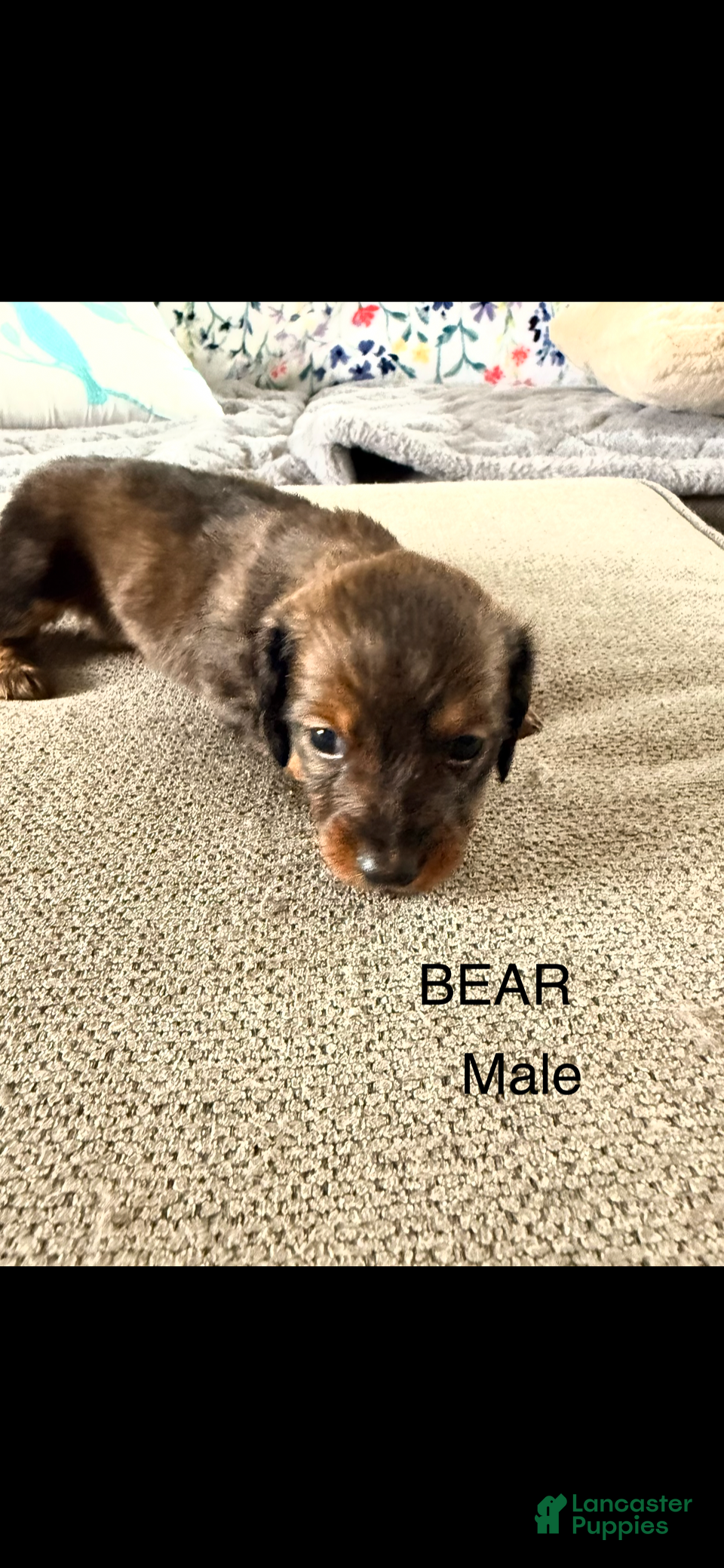 Dalmatian dogs Bear - Ad 1