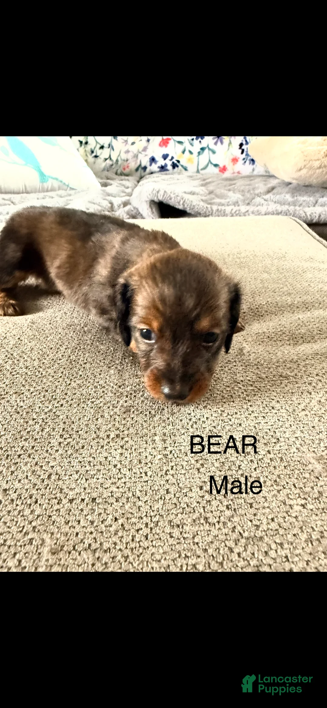 Dalmatian dogs for sale: Bear - Ad 1