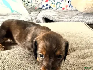 Dachshund dogs for sale: Bear - Ad 2