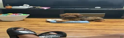 Mixed Breed dogs for sale: Mixed Breed 1 - Ad 2