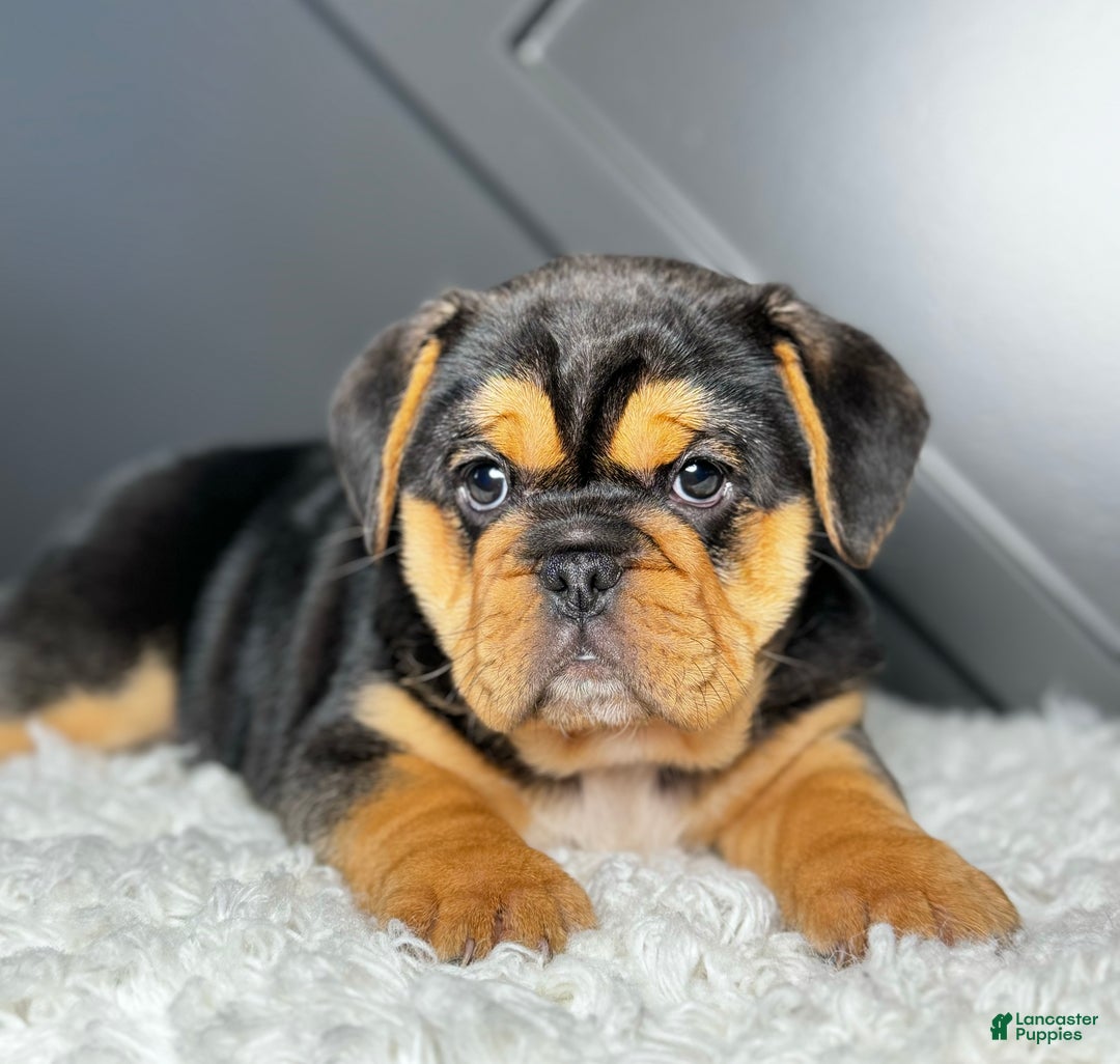 Mixed Breed dogs for sale: Willow  - Ad 3