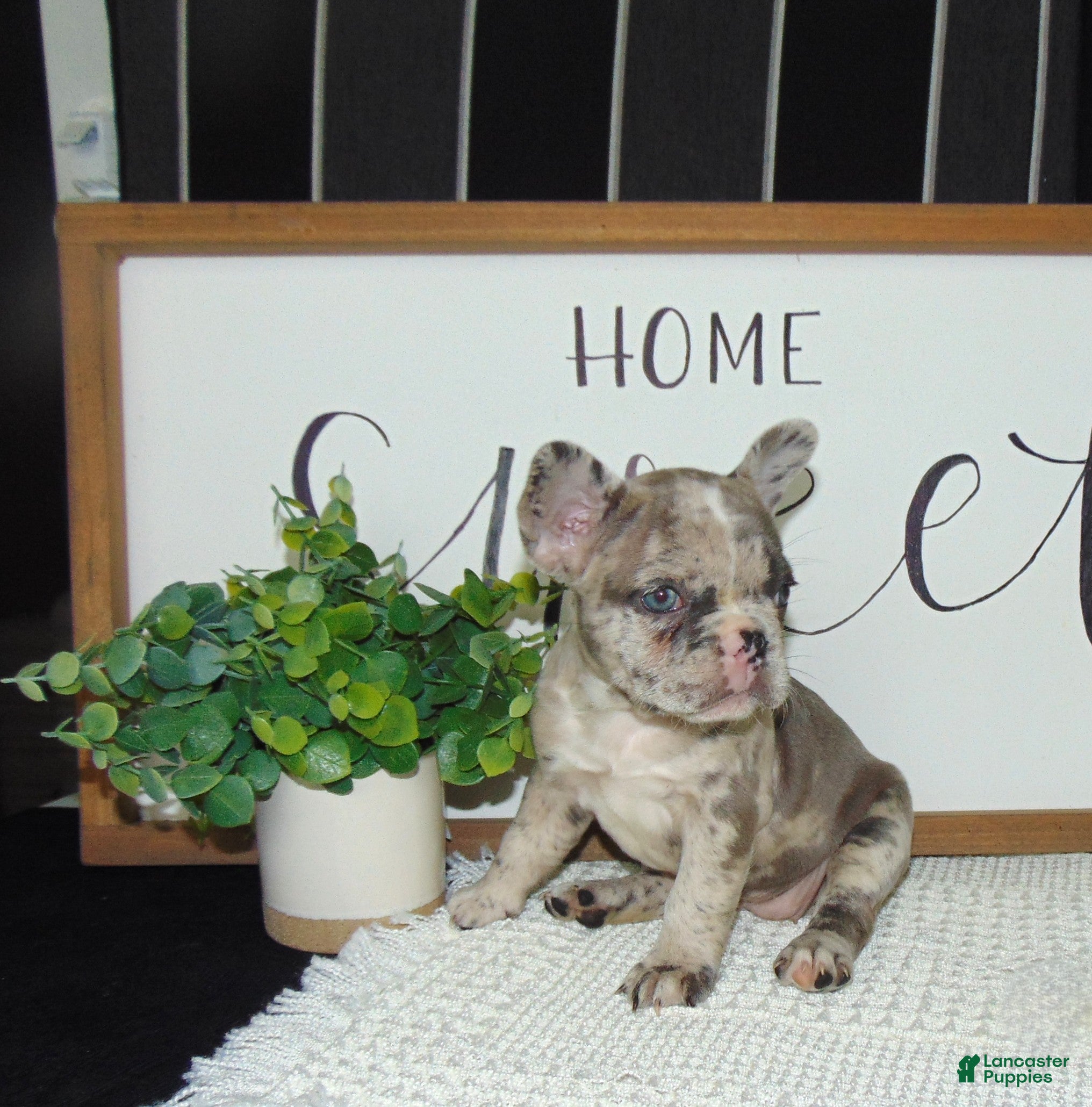 French Bulldog dogs Twinkle - Ad 1