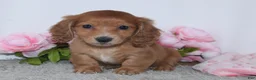 Miniature Dachshund dogs for sale: Ivana - Ad 4