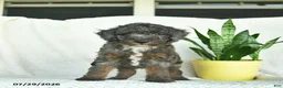 Aussiedoodle dogs for sale: Whistler  - Ad 3