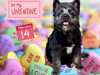 French Bulldog dogs Black Teddy Bear - FEMALE - Ad 42