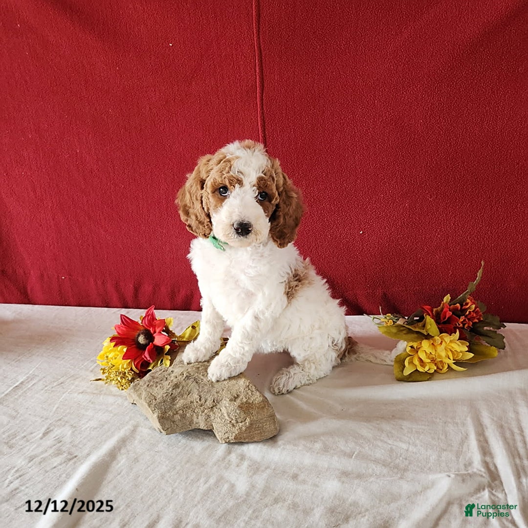 Goldendoodle dogs for sale: Heidi - Ad 1