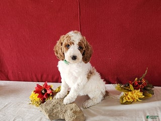 Goldendoodle dogs Heidi - Ad 3