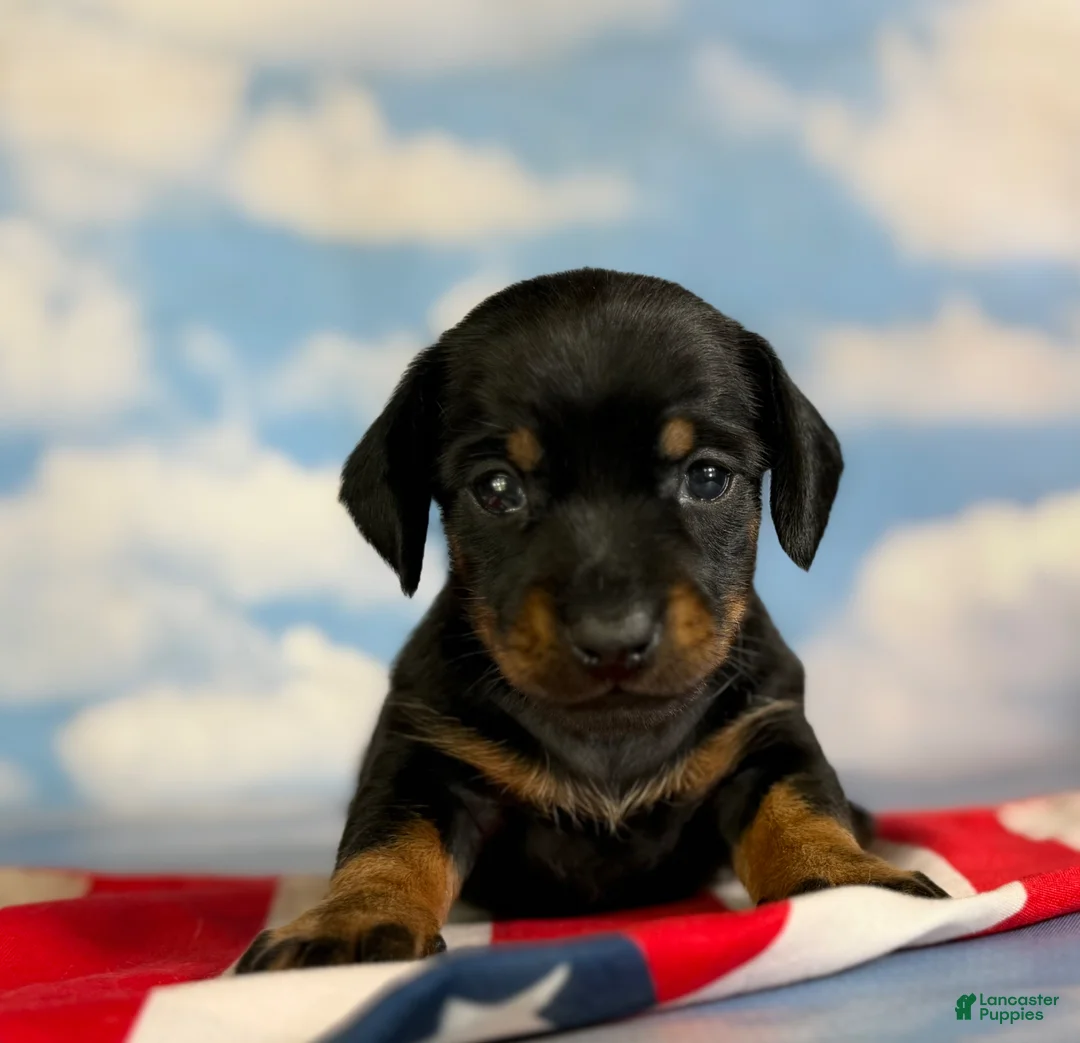 Miniature Dachshund dogs for sale: Akc petunia SH DNA OFA  - Ad 2