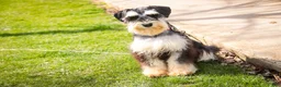 Miniature Schnauzer dogs for sale: Frederic - Ad 6