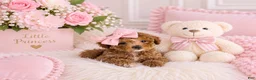 Toy Poodle dogs for sale: Toy Poodle  - Ad 1