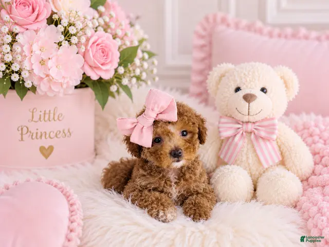 Toy Poodle dogs for sale: Toy Poodle - Ad 1