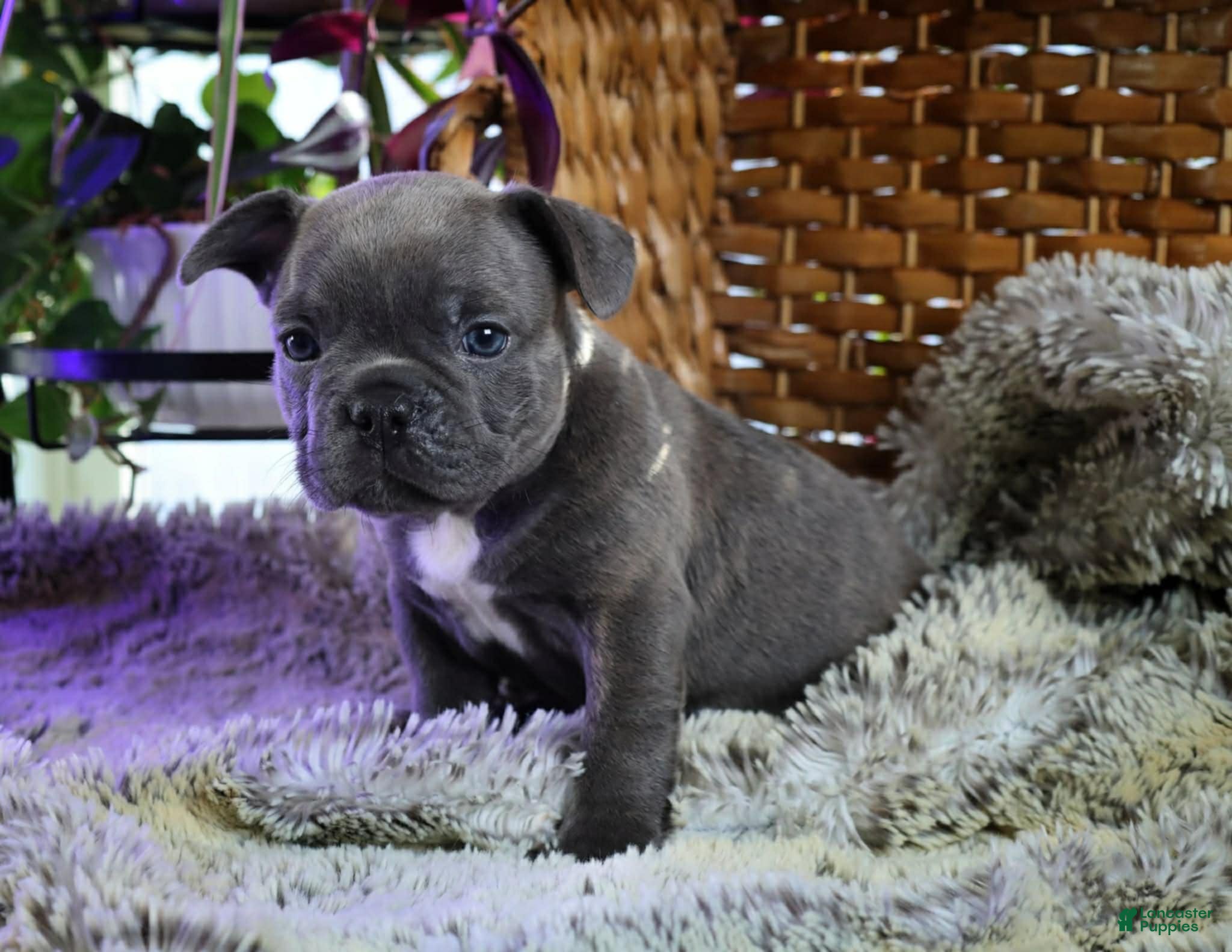 French Bulldog dogs Blue Brindle French Bulldog Puppy 2 - Ad 1