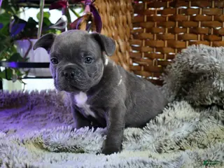 French Bulldog dogs for sale: Blue Brindle French Bulldog Puppy 2 - Ad 2