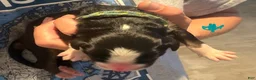 Bernese Mountain Dog dogs for sale: Teal - Ad 15