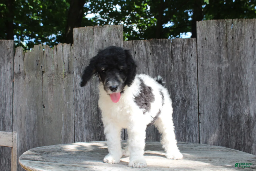 Standard Poodle dogs for sale: Sage AKC standard poodle - Ad 2
