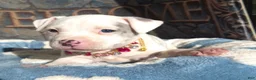American Bully dogs for sale: "DOLLY PARTON" WHITE MERLE - Ad 2