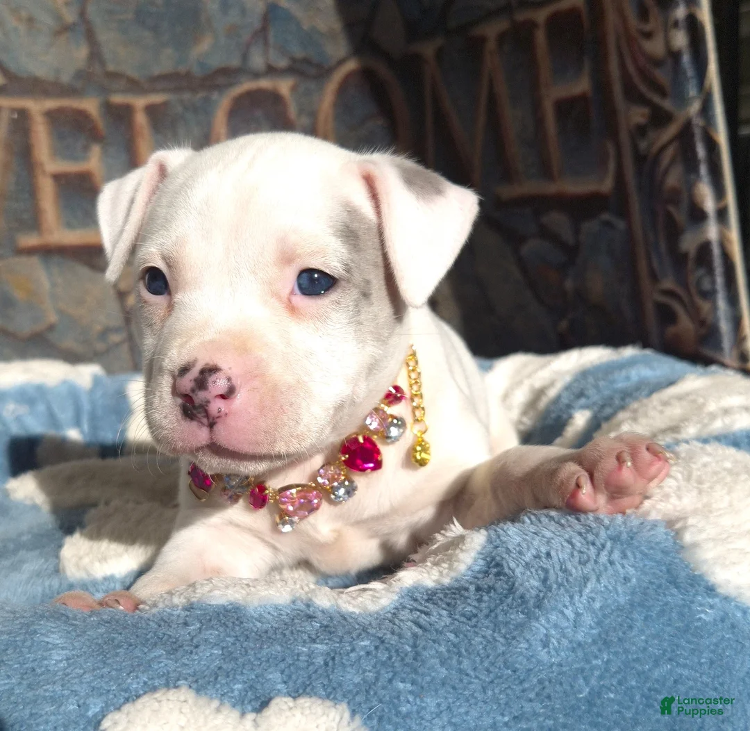 American Bully dogs for sale: "DOLLY PARTON" WHITE MERLE - Ad 2