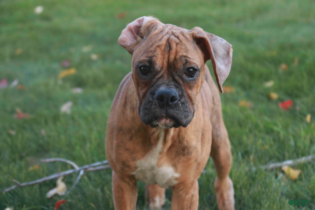 Boxer dogs for sale: Hallie - Ad 3