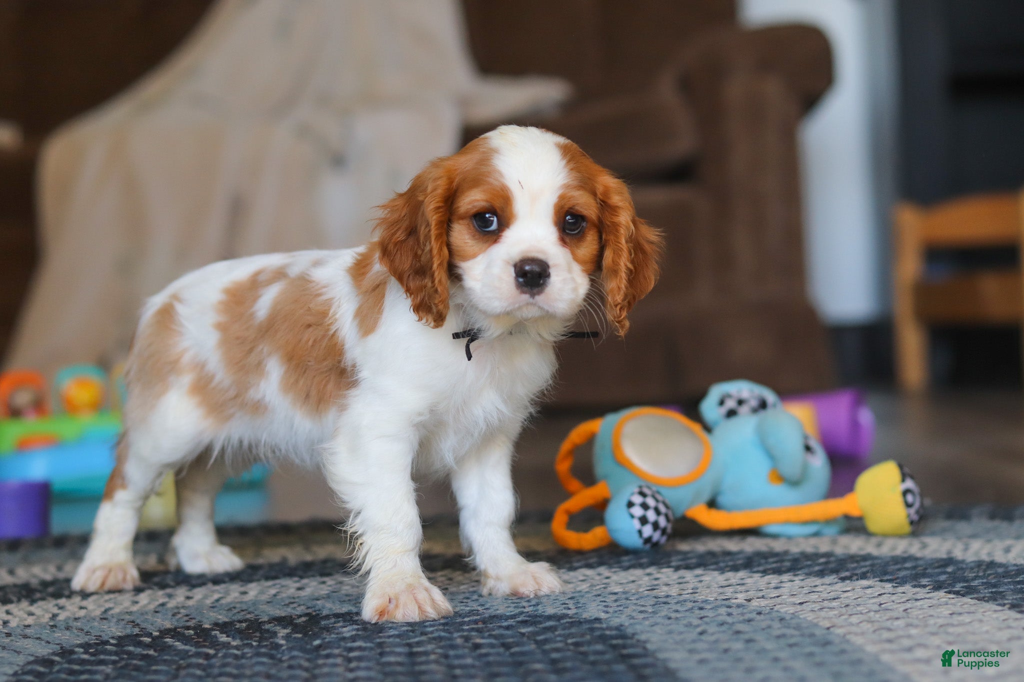 Cavalier King Charles Spaniel dogs Boris - Ad 2