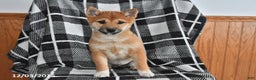 Shiba Inu dogs for sale: Josie - Ad 2
