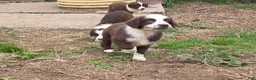 Australian Shepherd dogs for sale: Gadget  - Ad 4