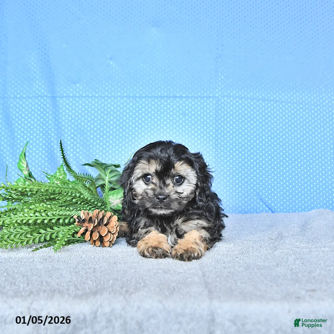 Cavapoo dogs for sale: Zeke - Ad 5