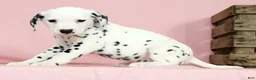 Dalmatian dogs for sale: Robo - Ad 4