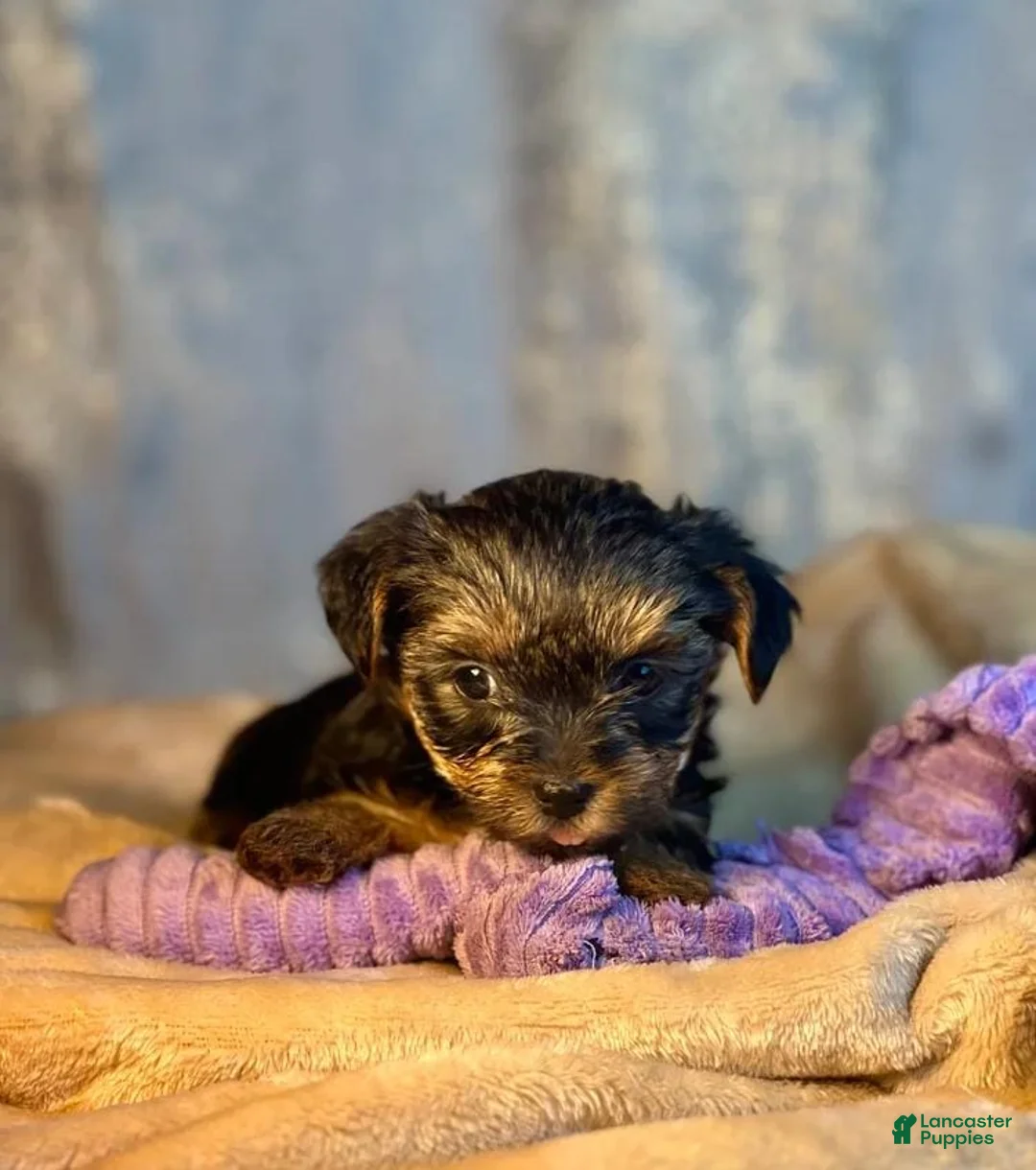 Yorkshire Terrier dogs for sale: Mora - Ad 19