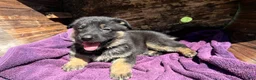 German Shepherd dogs for sale: May - Ad 13