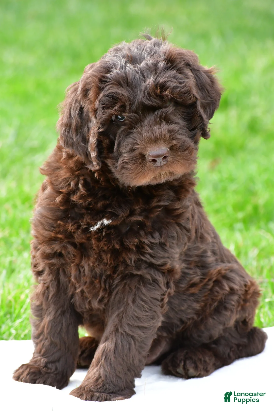 Newfypoo dogs for sale: Charlie - Ad 2