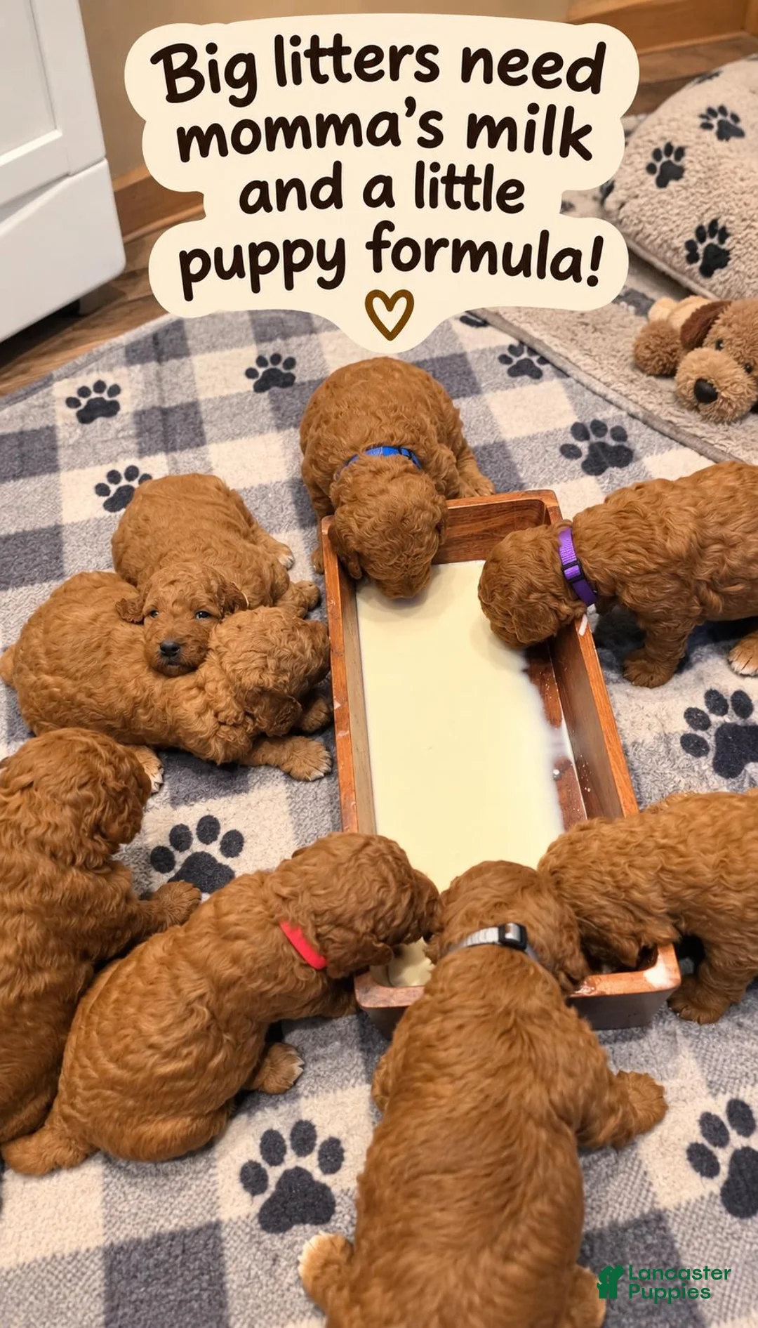 Goldendoodle dogs for sale: Purple collar girl - Ad 10