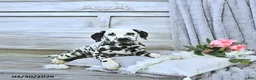 Dalmatian dogs for sale: Gracie - Ad 2