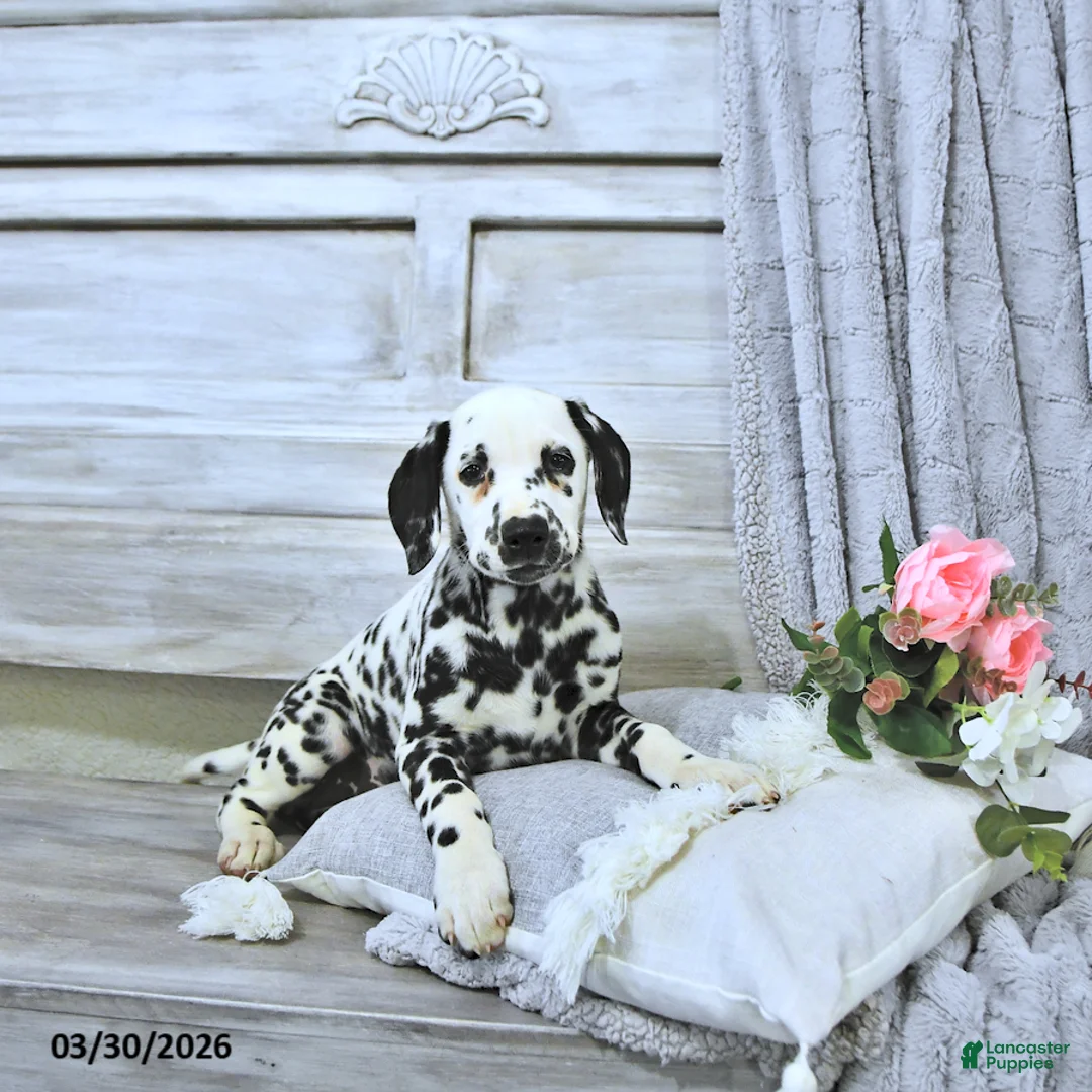 Dalmatian dogs for sale: Gracie - Ad 2