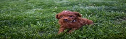 Miniature Poodle dogs for sale: Denver  💕🐶 - Ad 6
