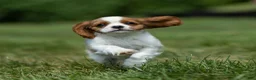 Cavalier King Charles Spaniel dogs for sale: Ranger Cavalier King Charles Spaniel  - Ad 6